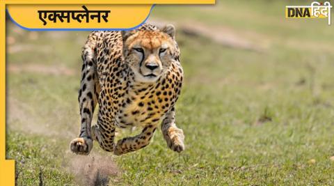 african cheetah india Mou