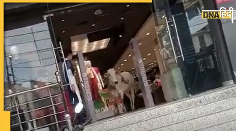 Cow in sambhal shopping mall