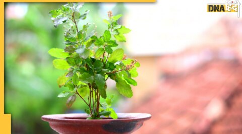 Tulsi Plant Direction