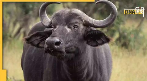 Buffalo- प्रतीकात्मक तस्वीर