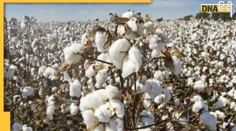 Cotton Production