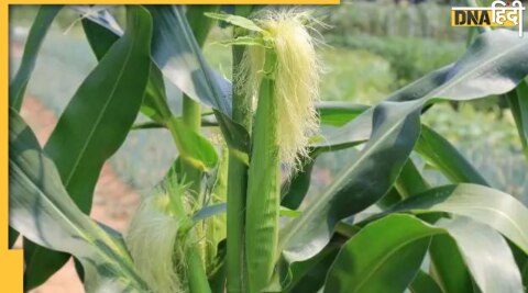 corn silk benefits chai 