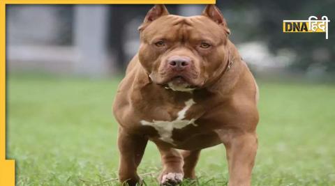 pitbull dog