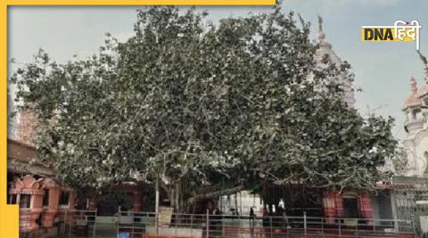 sikri khurd banyan tree