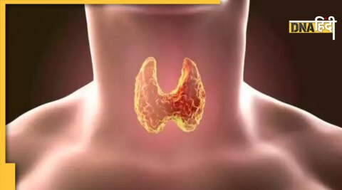 mens thyroid gland 