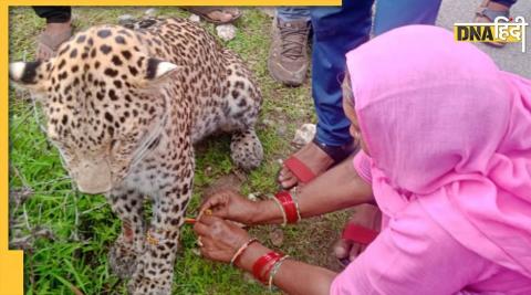 raksha bandhan women tied rakhi to a leopard