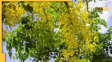 amaltas benefits in diabetes 