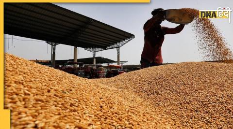 Wheat in india