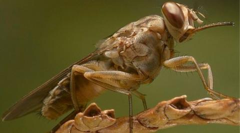 Tsetse Fly  