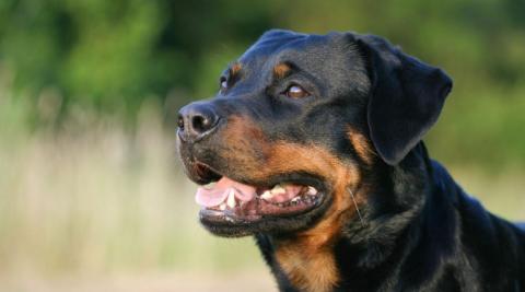 Rottweiler