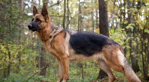 German Shepherd