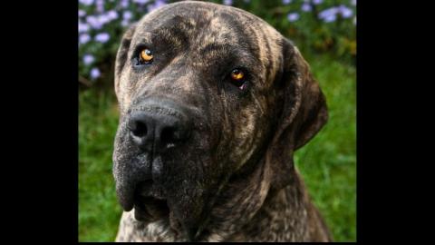 Brazilian Mastiff