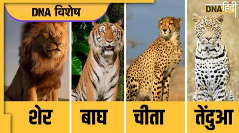 What is difference between Cheetah and Leopard