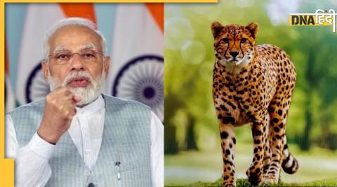 PM Modi birthday today cheetah will leave Kuno National Park know full program