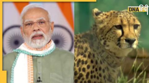 PM Modi welcomed African cheetahs told from whe common people will able see