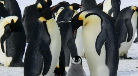 Emperor Penguins 