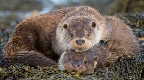 Otters