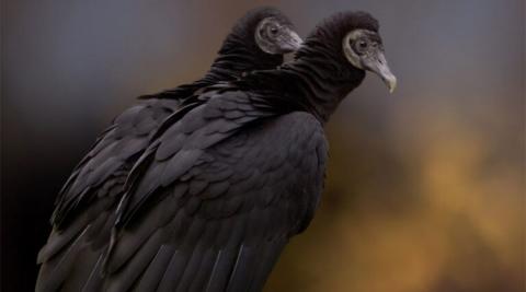 Black Vultures