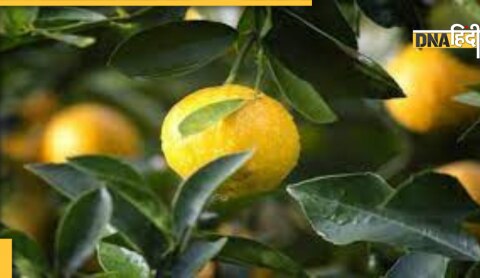 lemon leaves benefits 