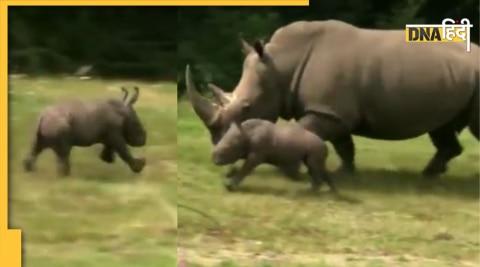 Rhino Viral Video : गैंडे का वायरल वीडियो