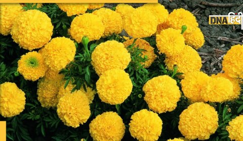 marigold health benefits 