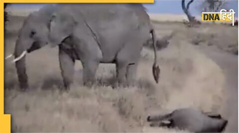 baby elephant viral video