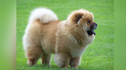 Chow Chow