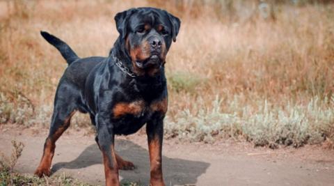 Rottweiler