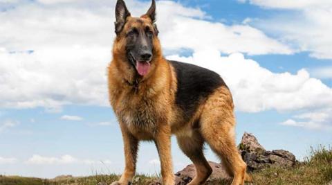 German Shepherd