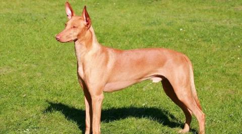 Pharaoh Hound