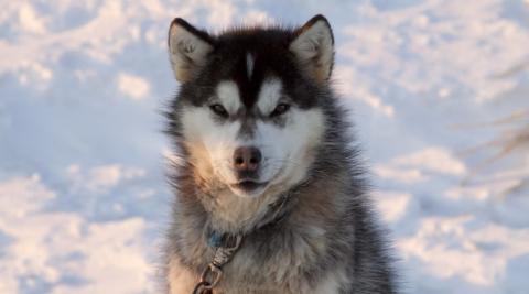 Canadian Eskimo Dog