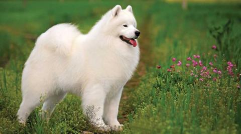 Samoyed