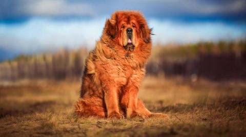 Tibetan Mastiff