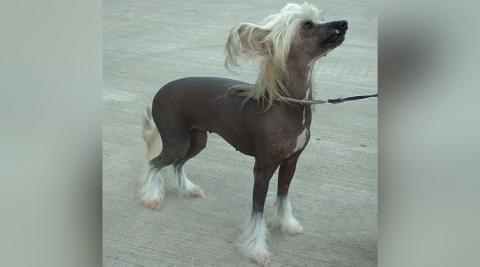 Chinese Crested Dog