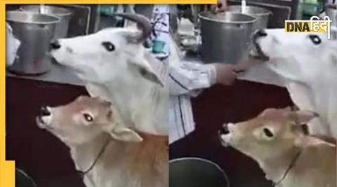 Cow eating gol gappa