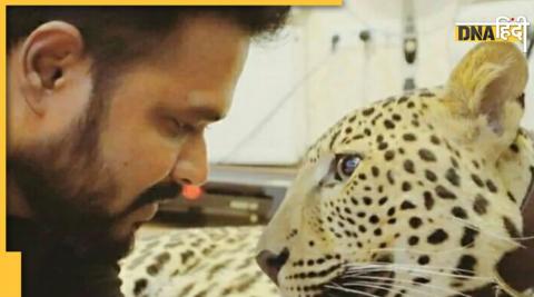 Indian doctor pet jaguar trapped Ukraine'Jaguar Kumar sought hel government save