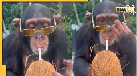 chimpanzee viral video 