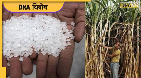 Sugar production in India