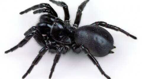 Australian funnel-web spider bite