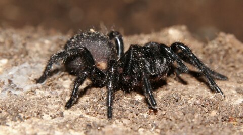 funnel-web spider found mostly in Australia 