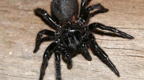 australian funnel-web spider vs man