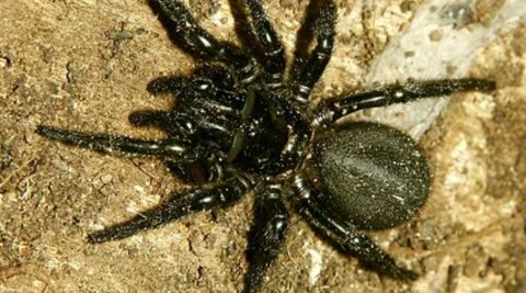 Australian funnel web spider facts