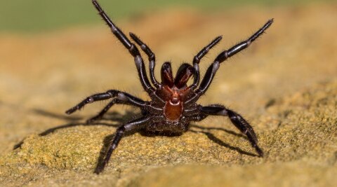 Australian funnel web spider facts bite symptoms