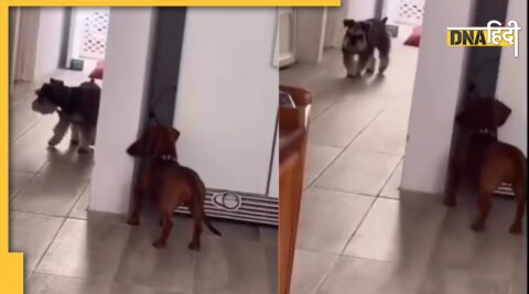 Cute Dog Viral Video