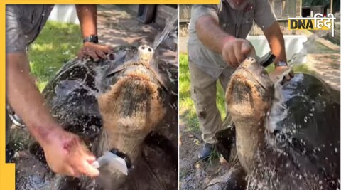 Turtle viral video : कछुए का वायरल वीडियो