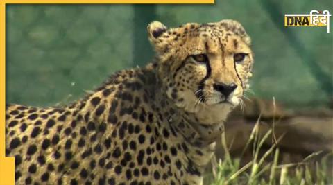 Kuno National Park open today after monsoon 8 cheetah quarantine