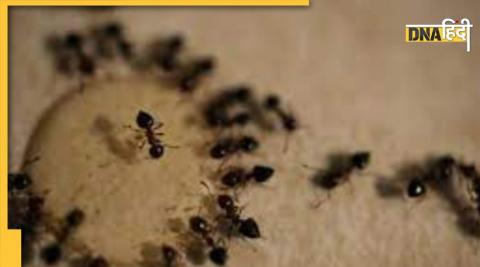 Tips to Get rid of Ants