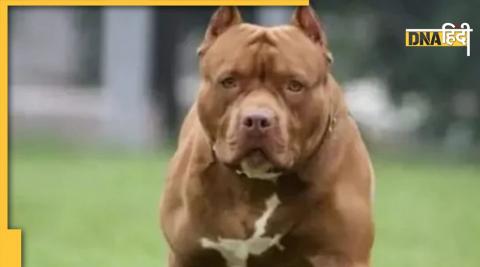 Pitbull Ban