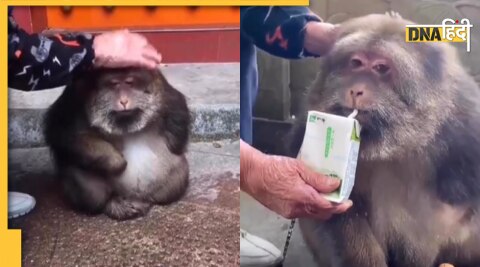 Monkey Viral Video : बंदर का वायरल वीडियो