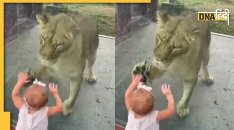 Girl-Lioness Viral Video